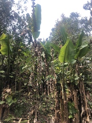 Musa yunnanensis