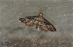 Sufetula hemiophthalma