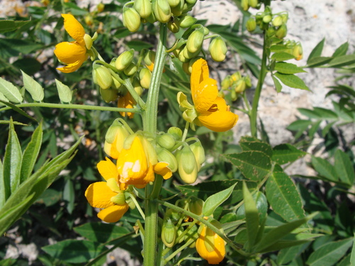 Image of Senna hirsuta by (c) Alexis López Hernández, some rights reserved (CC BY)