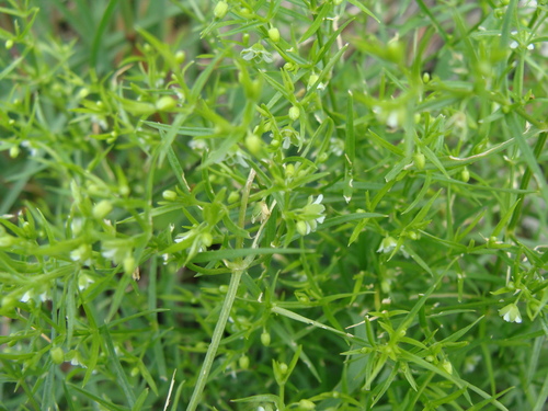 Image of Arenaria paludicola by (c) Alexis López Hernández, some rights reserved (CC BY)