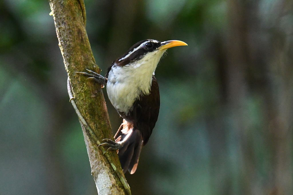 Sri Lanka Scimitar-Babbler photo