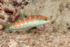 Claudia's Wrasse photo 4