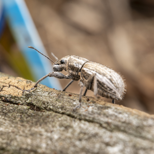 White-fringed weevil photo 6