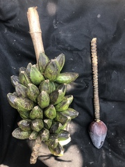 Musa yunnanensis