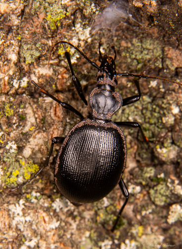 Pot-bellied Snail-eating Beetle photo 4