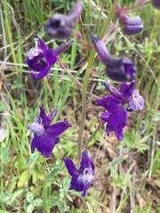 Delphinium variegatum