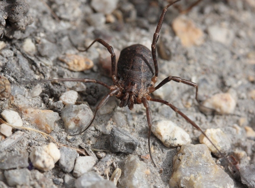 Protolophus rossi (Harvestmen of the United States) · iNaturalist