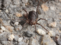 Protolophus rossi