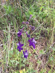 Delphinium variegatum