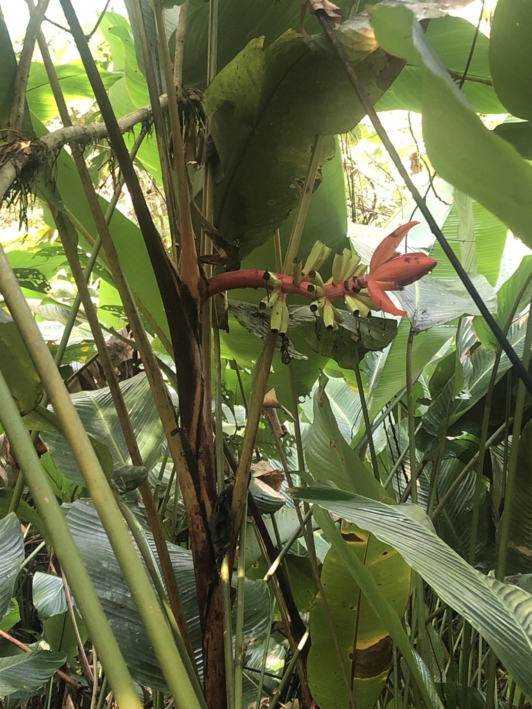 Musa sanguinea in April 2019 by Gabe Sachter-Smith · iNaturalist