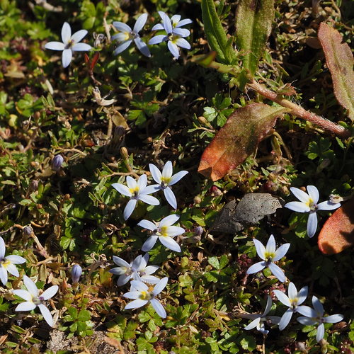 Image of Isotoma tridens by no rights reserved