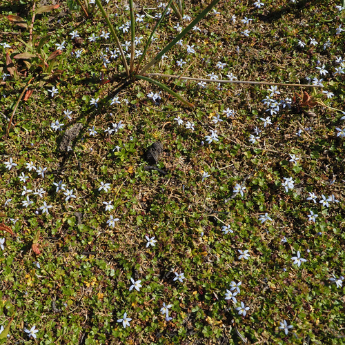 Image of Isotoma tridens by no rights reserved