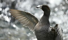 Blue Duck photo 5