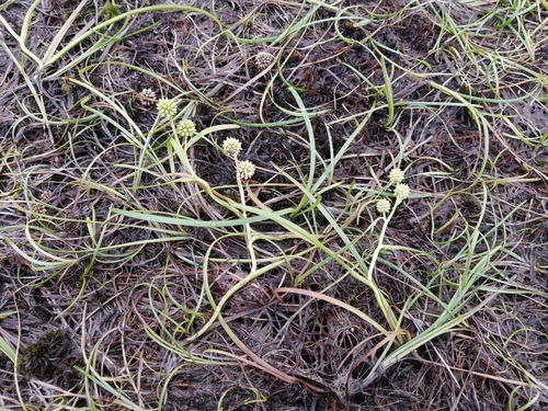 Northern bur-reed (Sparganium hyperboreum)