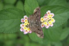 Odontoptilum angulata