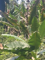 Musa yunnanensis