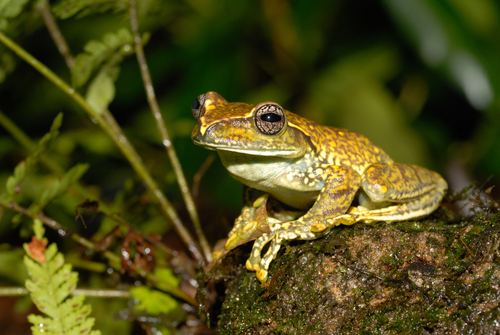 Large Ghat Frog, Ghatixalus magnus