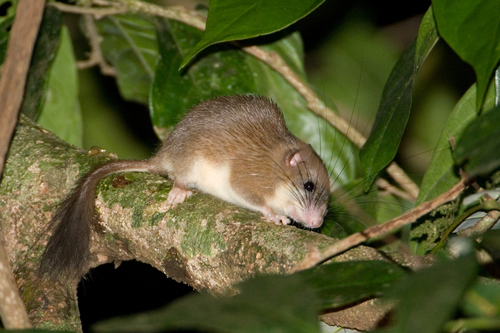 Malabar Spiny Dormouse