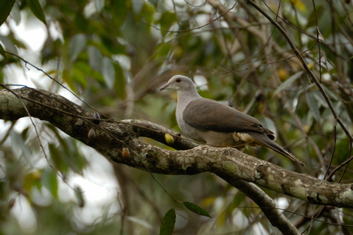 Malabar Imperial Pigeon (Ducula cuprea), photo 3