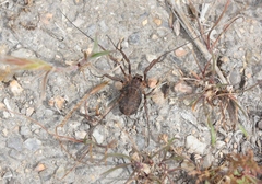 Protolophus rossi
