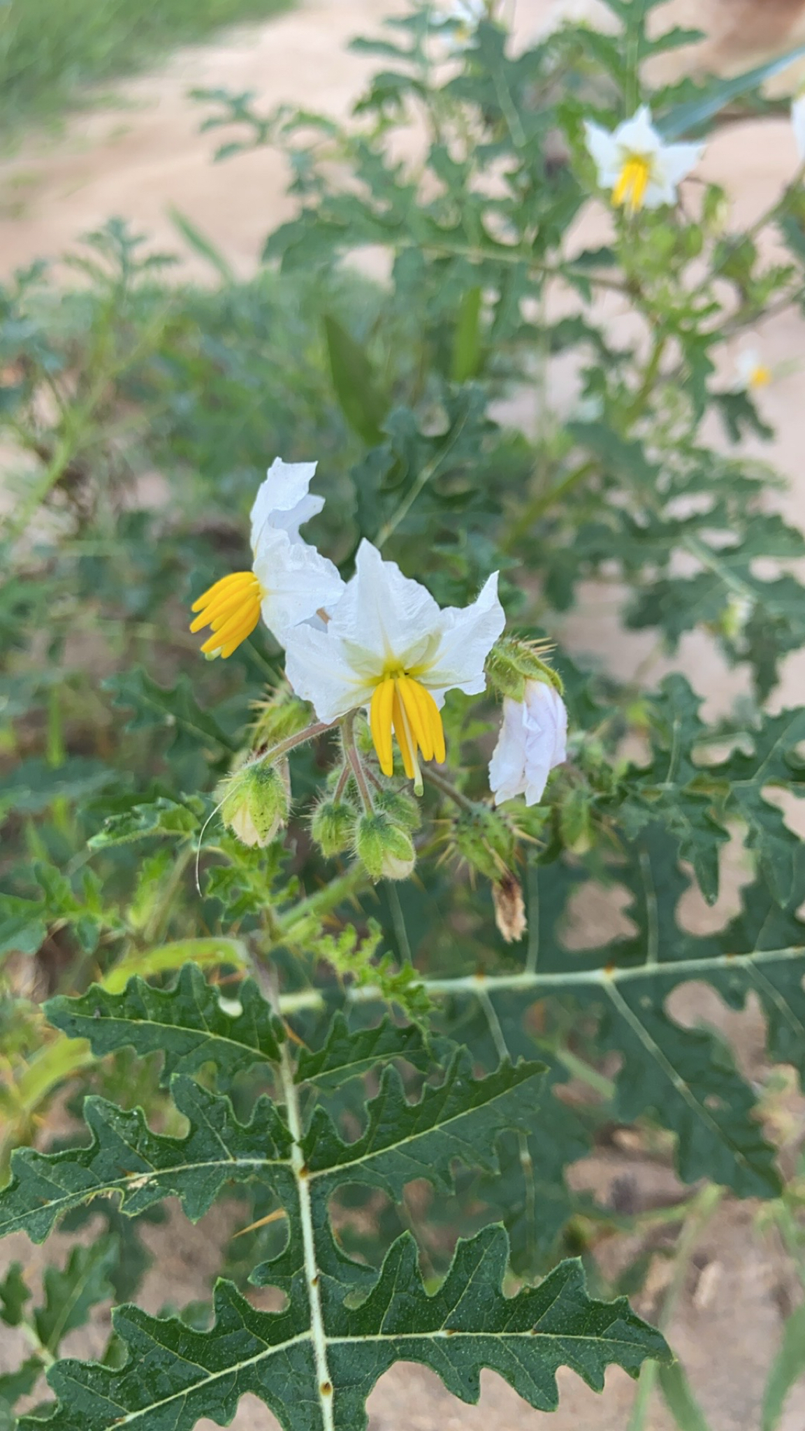 Solanum sisymbriifolium