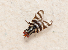 Pterotaenia