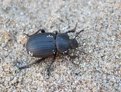 Scotobius ovalis