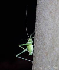 Anisophya punctinervis