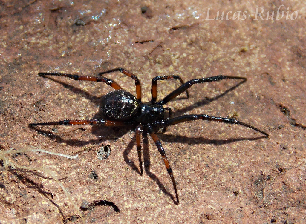 Steatoda retorta