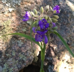 Tradescantia gigantea