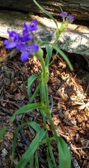 Tradescantia gigantea