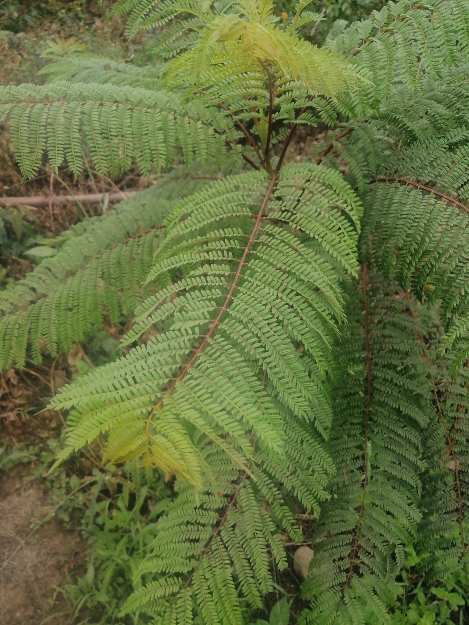 Imagem de Jacarandá