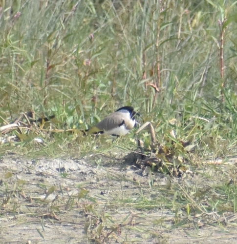 River Lapwing