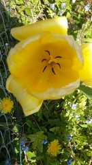 Tulipa gesneriana