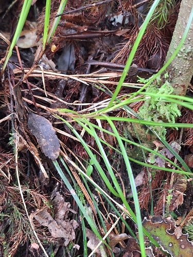 Image of Carex zotovii by (c) Oscar Dove, some rights reserved (CC BY)
