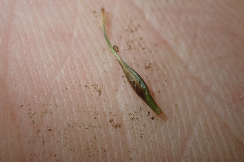 Image of Carex zotovii by (c) Oscar Dove, some rights reserved (CC BY)