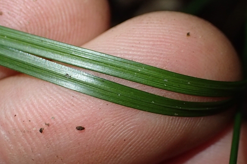 Image of Carex zotovii by (c) Oscar Dove, some rights reserved (CC BY)