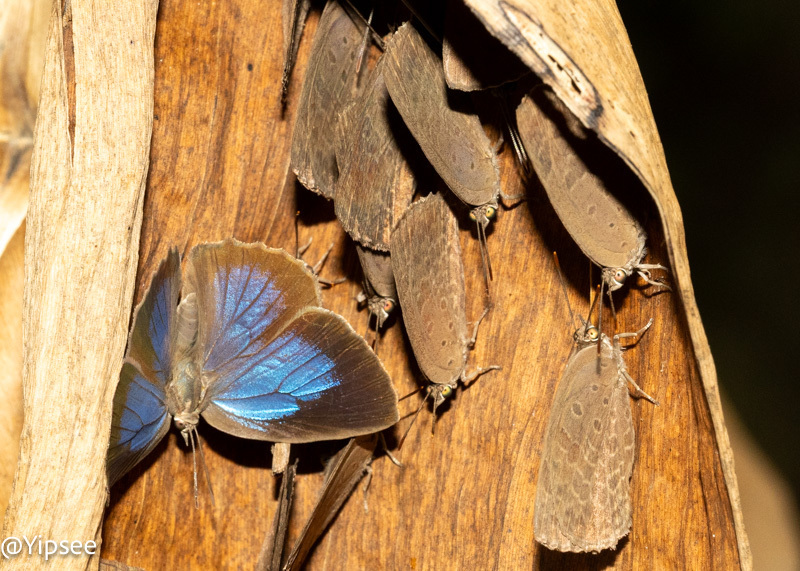 Plain Tailess Oakblue