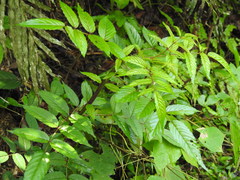 Rubus fraxinifolius