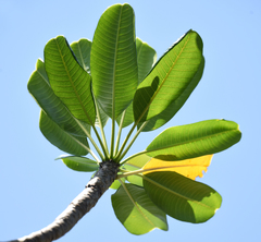 Plumeria obtusa