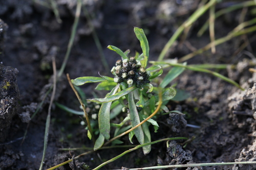 Gnaphalium pilulare (Gnaphalium pilulare)