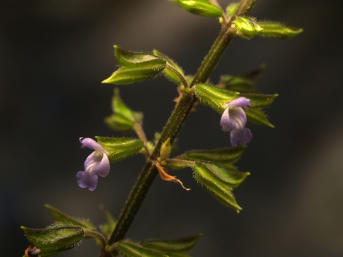 Salvia longispicata