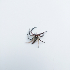 Telamonia dimidiata