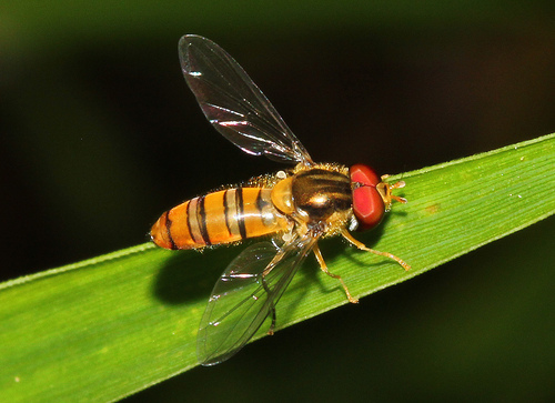 Black-banded Hover Fly photo 2