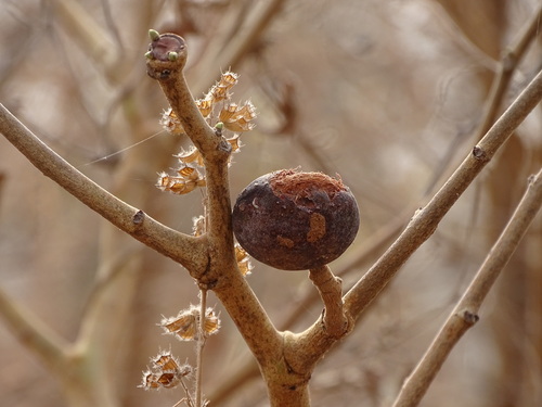 Foto de Tallow tree