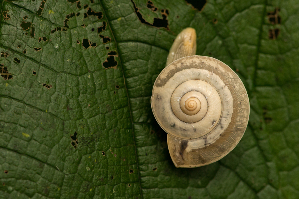 Euplecta acuducta