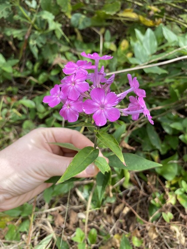 Phlox paniculata