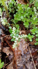 Sedum ternatum
