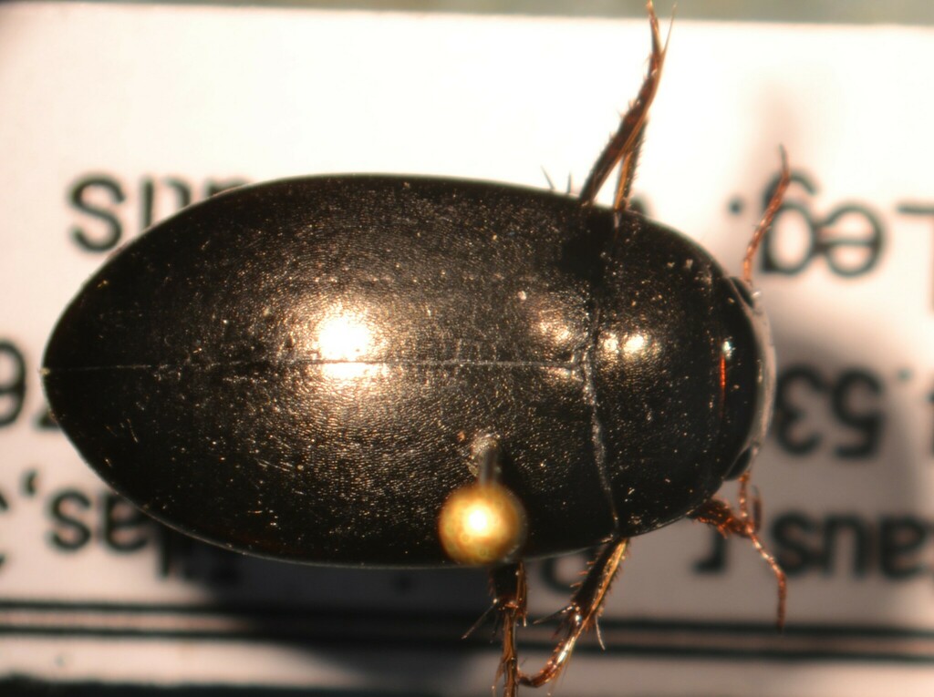 Agabus striolatus