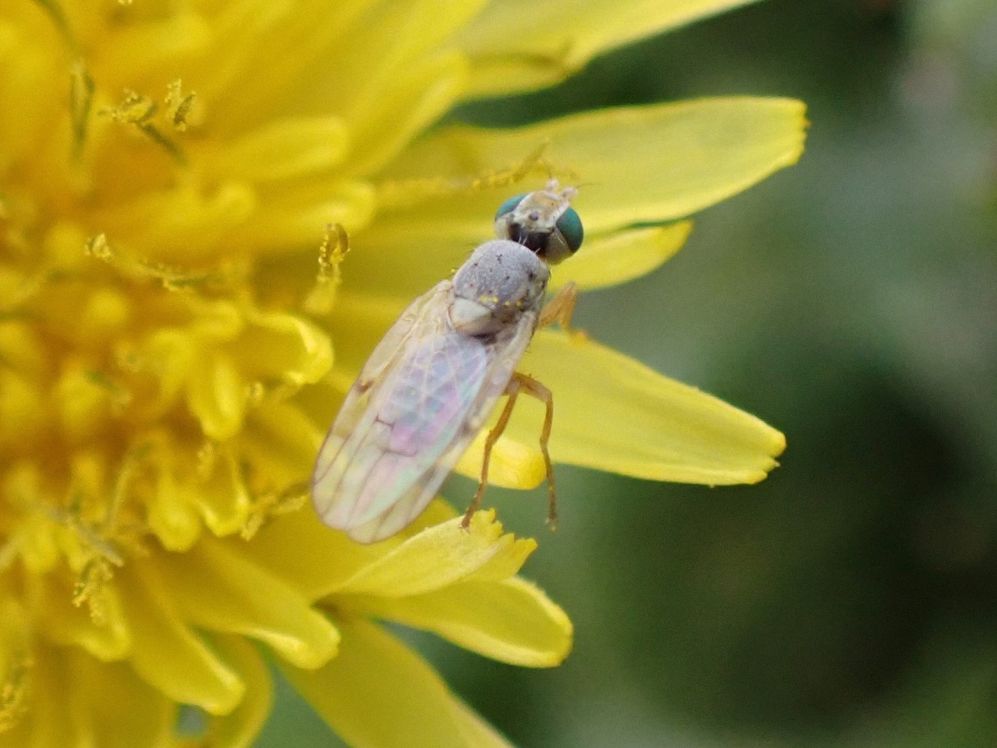Ensina decisa